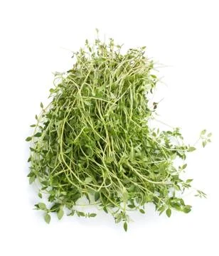 Fresh thyme Stock Photos