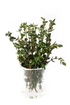 Fresh thyme Stock Photos