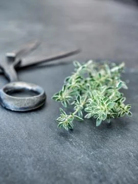 Fresh thyme with scissors on dark grey table. Stock Photos