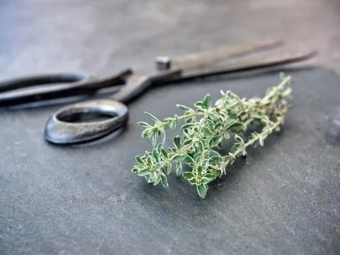 Fresh thyme with scissors on dark grey table. Stock Photos