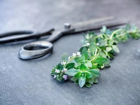 Fresh thyme with scissors on dark grey table. Stock Photos