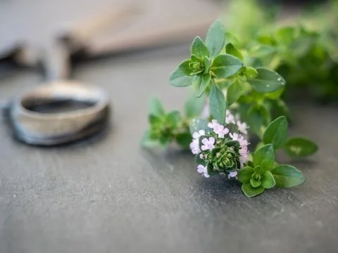 Fresh thyme with scissors on dark grey table. Foto stock