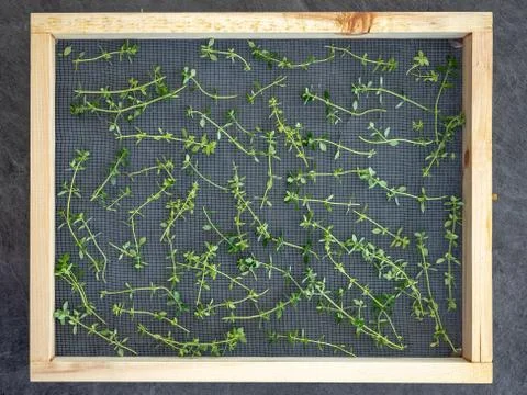Fresh thyme on sieve ready for drying. Overhead view. 写真素材