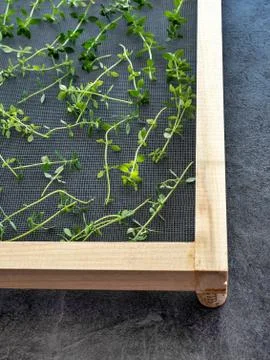 Fresh thyme on sieve ready for drying. Overhead view. Stock Photos