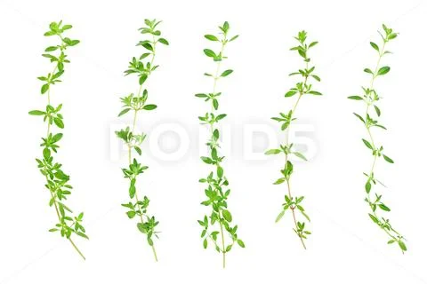 Fresh thyme spice isolated on white background, Top view. Flat lay. Stock Photos