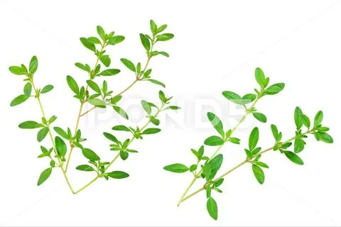 Fresh thyme spice isolated on white background, Top view. Flat lay. Stock Photos