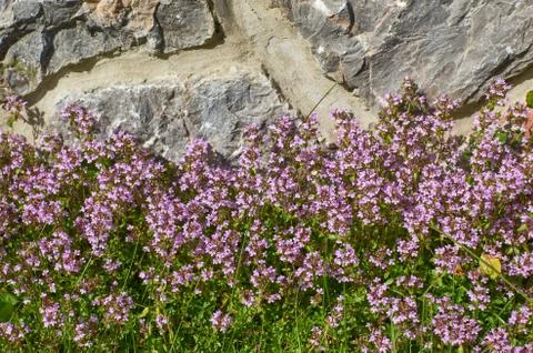 Fresh thyme in spring Stock Photos