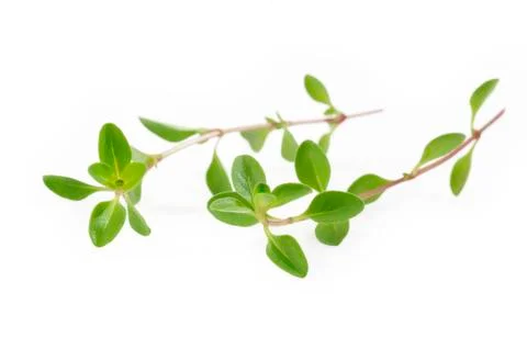 Fresh thyme on white background Stock Photos