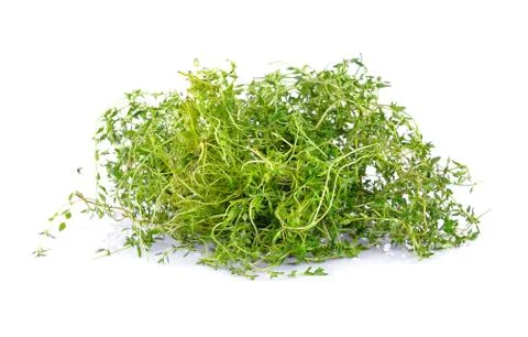 Fresh thyme on white background Stock Photos