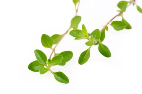 Fresh thyme on white Stock Photos