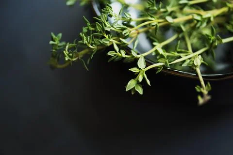 Fresh thymes herb Stock Photos