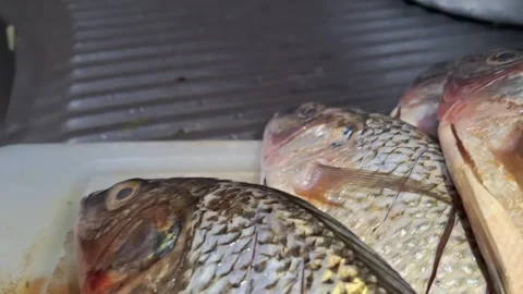 Fresh tilapia fish, marinated and ready to cook. Stock Footage 307736166