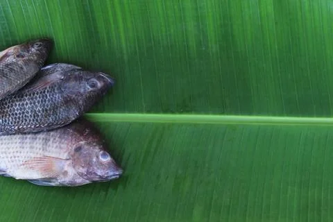Fresh tilapia fish Foto stock