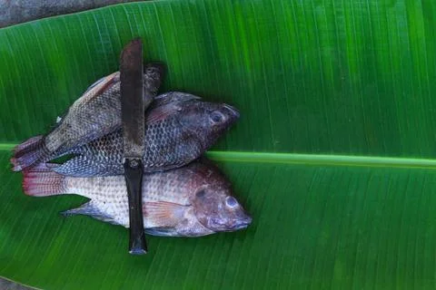Fresh tilapia fish Foto stock