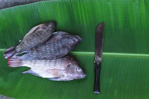 Fresh tilapia fish Foto stock