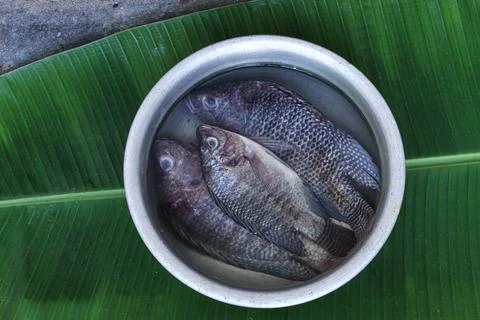 Fresh tilapia fish Foto stock