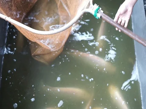 Fresh Tilapia fish is taken using a fishnet net and is put in a fish container. Stock Footage 85425370