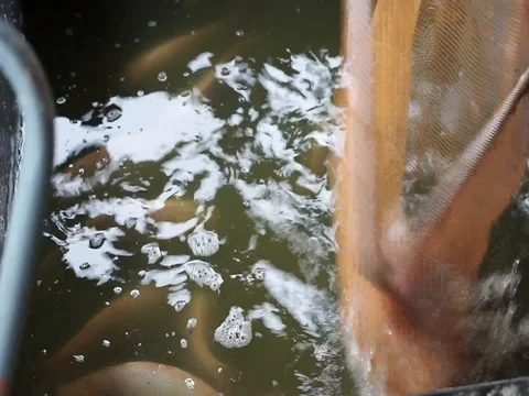 Fresh Tilapia fish is taken using a fishnet net and is put in a fish container. Stock Footage 85425378