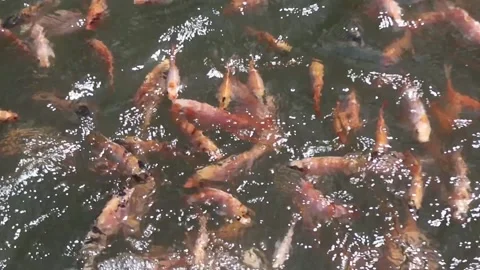 Fresh tilapia in the pond. Stock Footage 234857760