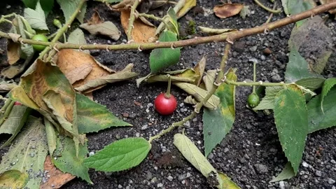 Fresh Tiny Fruit 스톡 동영상 237158047