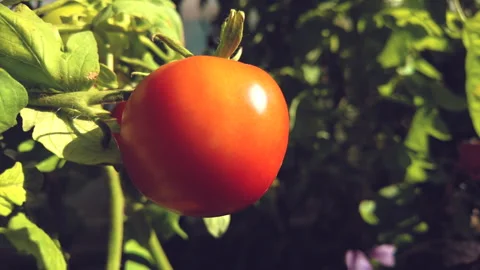 Fresh Tomato On The Branch Stock Footage 283069818