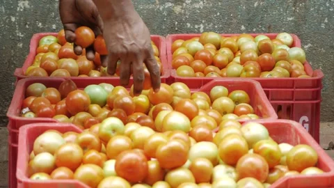Fresh Tomato Delight - A Visual Feast of Vibrant Tomato Boxes Video stock 320878230
