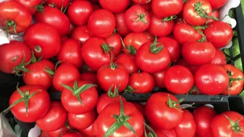 Fresh tomato Video stock 145220650