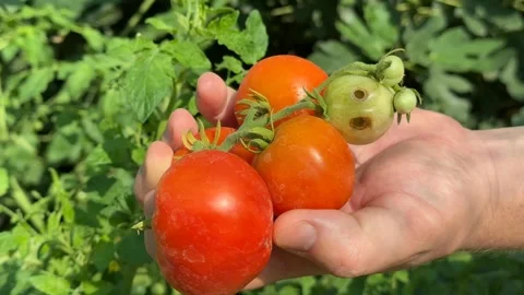 Fresh Tomato Harvest Stock Footage 313867486