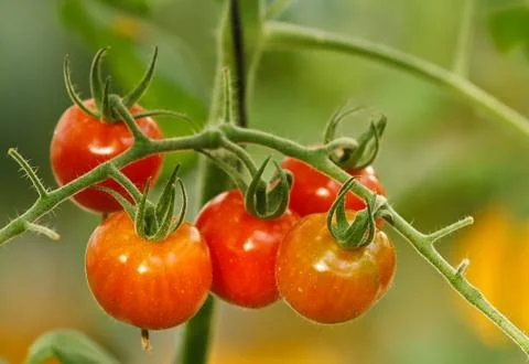 Fresh tomato Stock Photos