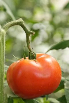 Fresh tomato Stock Photos