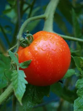Fresh tomato Fotos Stock