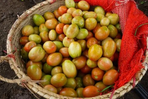 Fresh tomato Stock Photos