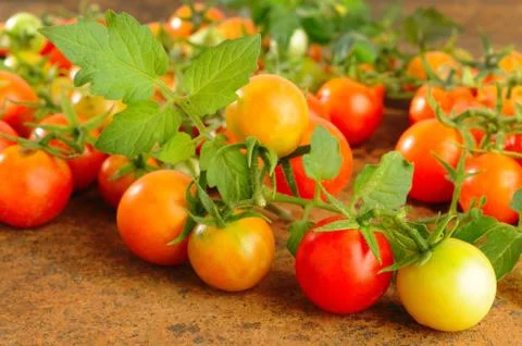 Fresh tomato Stock Photos