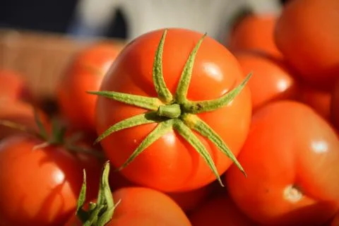 Fresh tomato Stock Photos