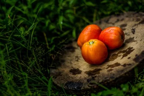 The fresh tomato Stock Photos