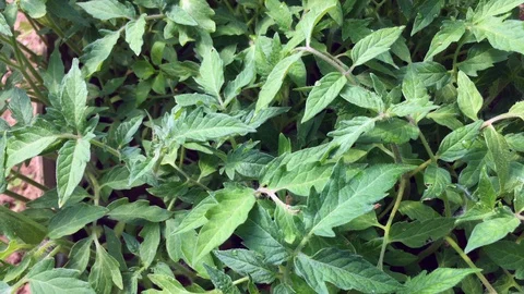 Fresh tomato plants Stock Footage 127977345