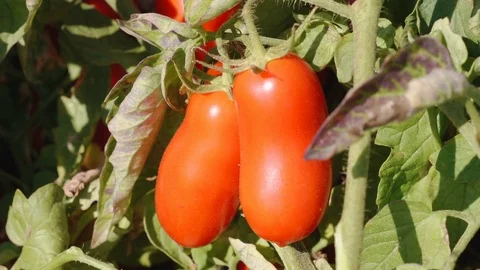 Fresh tomato on the three lit by sun: seasons, nature, food- South of Italy Stock-Footage 80124808