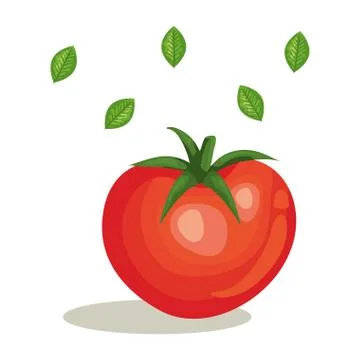 Fresh tomato vegetable with leafs イラスト素材
