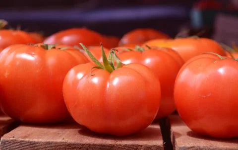 Fresh Tomatoes 3 Stock Photos
