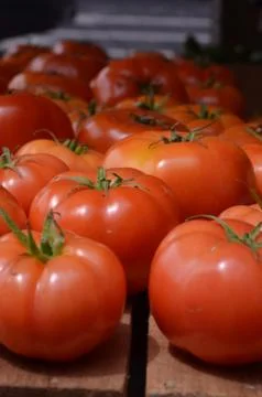 Fresh Tomatoes 5 Stock Photos