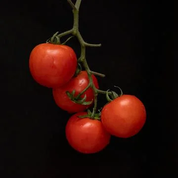 Fresh Tomatoes, Black Background Stock Photos