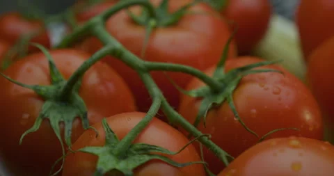 Fresh tomatoes on a branch Stock Footage 310956340