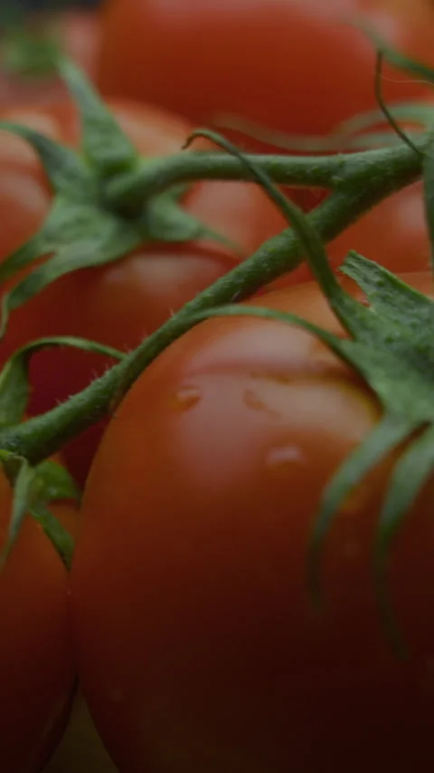 Fresh tomatoes on a branch on a table with passing camera vertical video 스톡 동영상 310955742