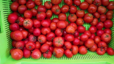 Fresh tomatoes in a close-up basket Stock Footage 83750142