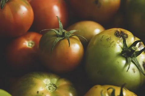 Fresh tomatoes close up Stock Photos