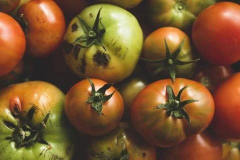 Fresh tomatoes close up Stock Photos