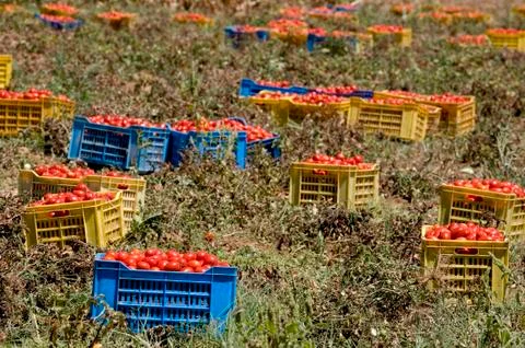 Fresh tomatoes, collected in boxes, on the field Stock Photos
