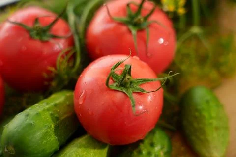 Fresh tomatoes with cucumbers. 库存照片