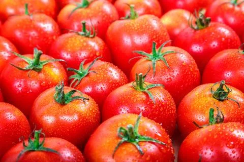 Fresh tomatoes with dew as a background Stock Photos