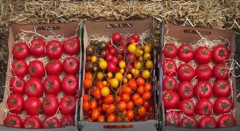 Fresh tomatoes of different varieties in boxes Stock Photos